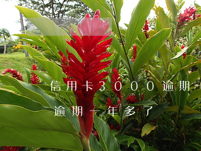 信用卡3000逾期一年怎么辦(信用卡3千逾期一年多了)