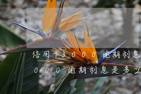 信用卡3000逾期利息是多少-信用卡3000逾期利息是多少錢