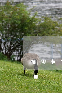 信用卡36期免息分期(信用卡36期分期利率)