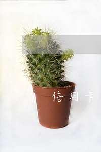 信用卡38万逾期一年