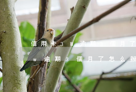 信用卡3W逾期3個月了怎么辦-信用卡3w逾期3個月了怎么辦呢