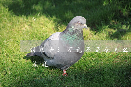 信用卡3万元不还会怎么样(信用卡3万三年没还)