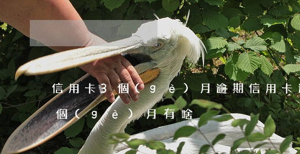 信用卡3個(gè)月逾期（信用卡逾期兩三個(gè)月有啥）