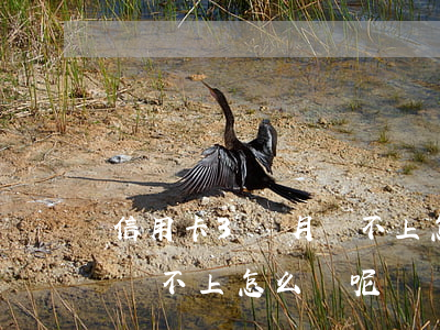 信用卡3個月還不上怎么辦-信用卡3個月還不上怎么辦呢