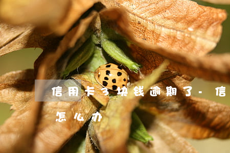 信用卡3块钱逾期了-信用卡3块钱逾期了怎么办