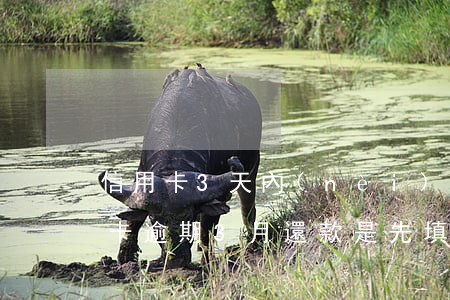 信用卡3天內(nèi)還款算逾期嗎（信用卡逾期3月還款是先填本金嗎）
