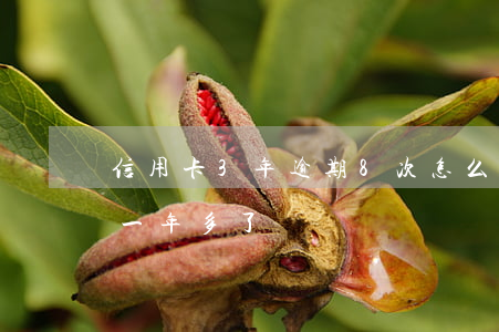 信用卡3年逾期8次怎么辦(信用卡3萬逾期一年多了)