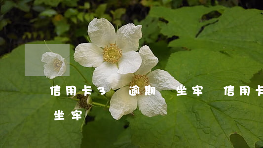 信用卡3張逾期會坐牢嗎(信用卡3萬不還會坐牢嗎)