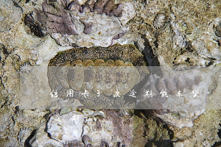 信用卡3次逾期能车贷-车贷连续三个月都逾期