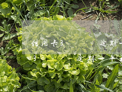信用卡3萬塊錢逾期一年利息多少-信用卡3萬塊錢逾期一年利息多少錢