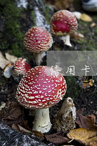 信用卡3萬逾期2個月(信用卡3萬逾期2個月)