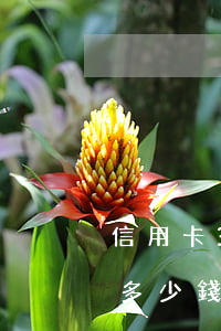信用卡3萬逾期一天罰多少（信用卡逾期要罰多少錢）