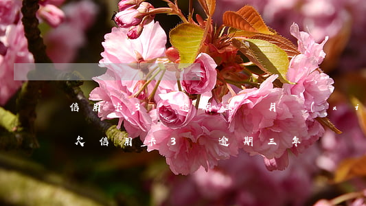 信用卡3萬逾期三個月協(xié)商還款(欠信用卡3萬逾期三年)