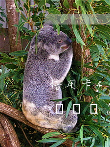 信用卡43萬無力償還-信用卡43萬無力償還會怎樣