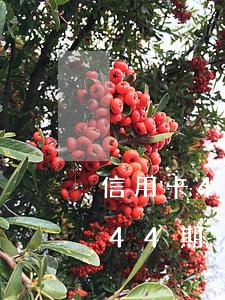 信用卡4萬(wàn)逾期三年（信用卡逾期44期）