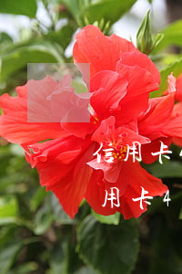 信用卡4萬一個(gè)月利息是多少-信用卡4萬一個(gè)月利息是多少錢