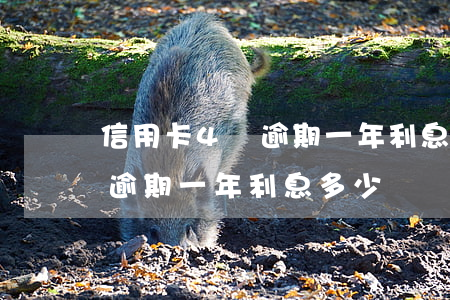 信用卡4萬逾期一年利息多少-信用卡4萬逾期一年利息多少錢