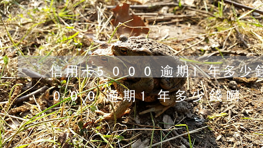 信用卡5000逾期1年多少錢-信用卡5000逾期1年多少錢啊