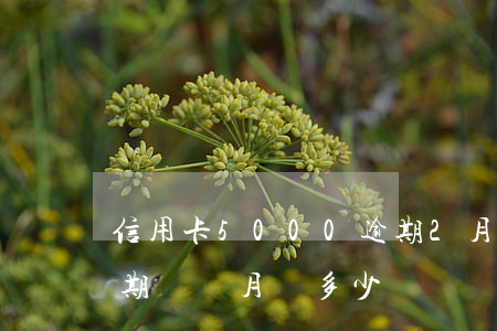 信用卡5000逾期2月(信用卡5000逾期兩個月還多少)