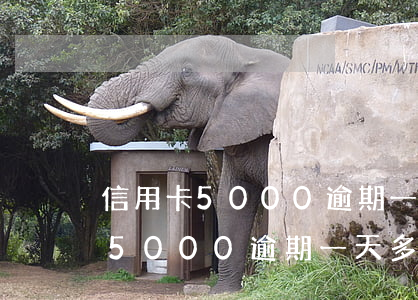 信用卡5000逾期一天多少利息-信用卡5000逾期一天多少利息啊