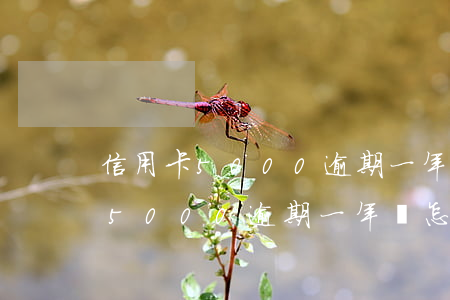 信用卡5000逾期一年會怎么樣-信用卡5000逾期一年會怎么樣嗎