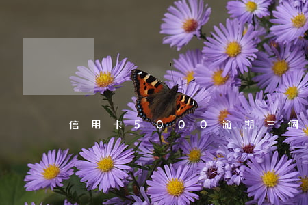 信用卡5000逾期三個月