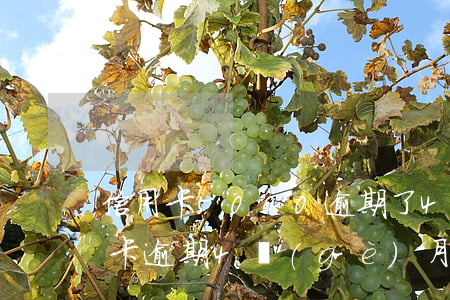 信用卡5000逾期了4個(gè)月（信用卡逾期4個(gè)月已還完）