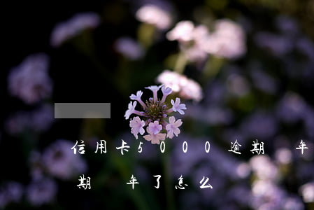 信用卡5000逾期兩年(信用卡5000逾期兩年了怎么辦)