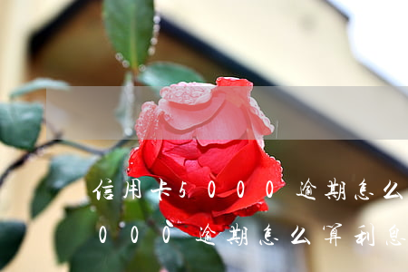 信用卡5000逾期怎么算利息-信用卡5000逾期怎么算利息的