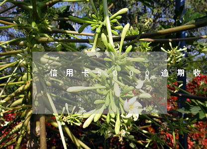 信用卡5000逾期收到律師函怎么辦