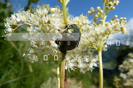 信用卡5000逾期會立案嗎（信用卡逾期被起訴進度是收案）