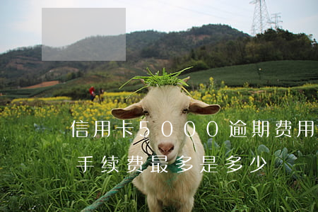 信用卡5000逾期费用怎么算（信用卡逾期手续费最多是多少）