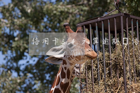 信用卡54天算逾期嗎(信用卡逾期4天)