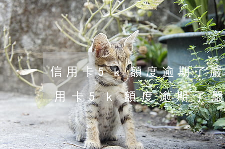 信用卡5k額度逾期了嚴(yán)重嗎(信用卡5k額度逾期了嚴(yán)重嗎)