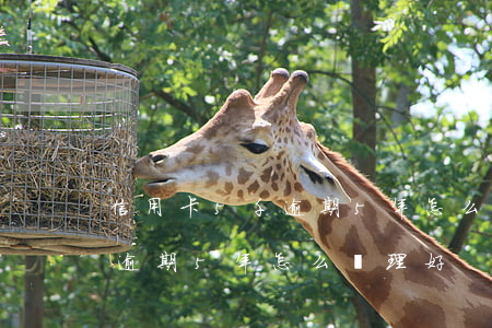 信用卡5千逾期5年怎么處理好（信用卡5千逾期5年怎么處理好）