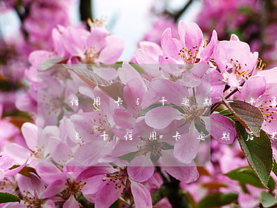 信用卡5千逾期一年了會(huì)怎么樣(5千信用卡逾期后果如何)