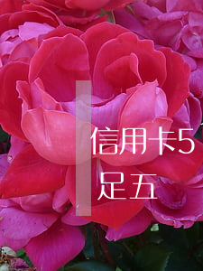 信用卡5千額度逾期一年（信用卡逾期金額不足五萬）