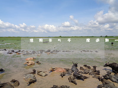 信用卡5千額度逾期一年的后果及解決方法