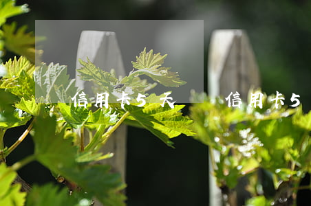 信用卡5天沒還(信用卡5天沒還款)