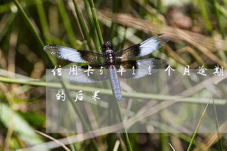 信用卡5年11个月逾期(信用卡逾期了5年的后果)