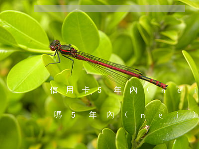 信用卡5年內(nèi)4次逾期影響房貸嗎(5年內(nèi)有信用卡逾期影響房貸嗎)
