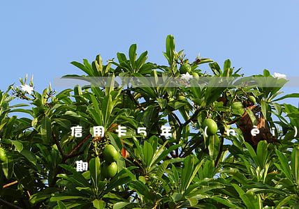 信用卡5年內(nèi)有10個月處于逾期