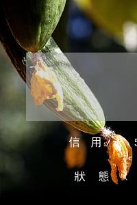 信用卡5年內(nèi)有3個月處于逾期狀態(tài)（3年內(nèi)信用卡逾期4次）