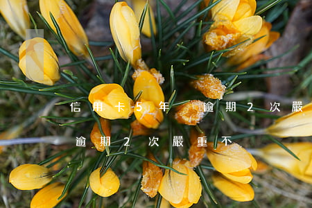信用卡5年內逾期2次嚴重不 信用卡5年內逾期2次嚴重不