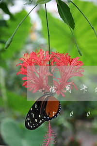 信用卡5萬(wàn)逾期一年要還多少-5000的信用卡逾期5年要還多少錢?