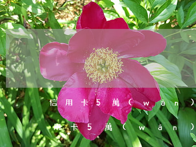 信用卡5萬(wàn)逾期必須坐牢嗎-信用卡5萬(wàn)逾期必須坐牢嗎知乎