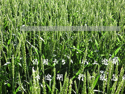 信用卡5萬以上逾期會怎么樣(5萬以下信用卡逾期銀行一般怎么處理)