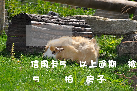 信用卡5萬以上逾期會被起訴嗎?（信用卡逾期5萬會拍賣房子嗎）