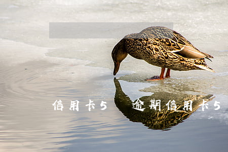 信用卡5萬逾期(信用卡5萬逾期必須坐牢嗎)