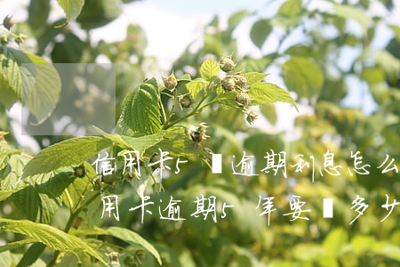 信用卡5萬逾期利息怎么算-5000的信用卡逾期5年要還多少錢?